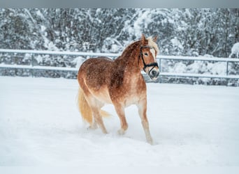 Más caballos centroeuropeos, Caballo castrado, 11 años, 165 cm, Palomino