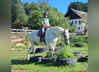 Más caballos centroeuropeos, Caballo castrado, 11 años, 165 cm, Tordo