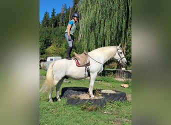 Más caballos centroeuropeos, Caballo castrado, 11 años, 165 cm, Tordo