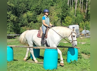 Más caballos centroeuropeos, Caballo castrado, 11 años, 165 cm, Tordo