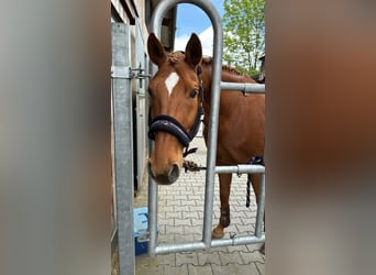 Más caballos centroeuropeos, Caballo castrado, 11 años, 166 cm, Alazán