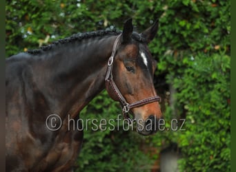 Más caballos centroeuropeos, Caballo castrado, 11 años, 166 cm, Castaño