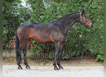 Más caballos centroeuropeos, Caballo castrado, 11 años, 166 cm, Castaño