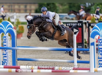 Más caballos centroeuropeos, Caballo castrado, 11 años, 166 cm, Castaño