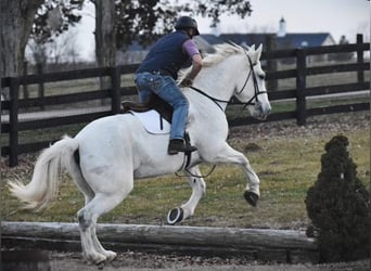 Más caballos centroeuropeos, Caballo castrado, 11 años, 168 cm, Tordo