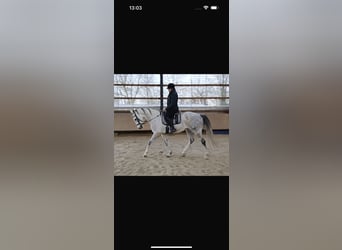 Más caballos centroeuropeos, Caballo castrado, 11 años, 170 cm, Tordo