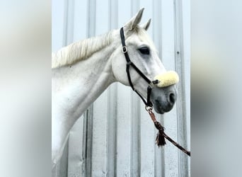 Más caballos centroeuropeos, Caballo castrado, 11 años, 170 cm, Tordo
