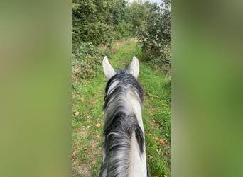 Más caballos centroeuropeos, Caballo castrado, 11 años, 172 cm, Tordo Más caballos centroeuropeos, Caballo castrado, 11 años, 172 cm, Tordo