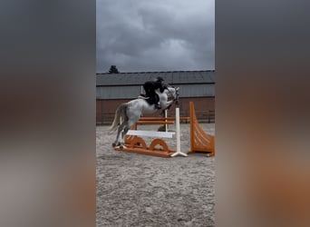 Más caballos centroeuropeos, Caballo castrado, 11 años, 172 cm, Tordo Más caballos centroeuropeos, Caballo castrado, 11 años, 172 cm, Tordo