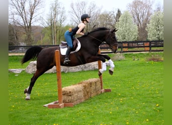 Más caballos centroeuropeos, Caballo castrado, 11 años, 173 cm, Castaño rojizo