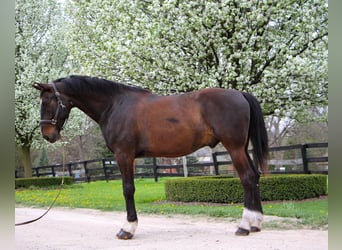 Más caballos centroeuropeos, Caballo castrado, 11 años, 173 cm, Castaño rojizo