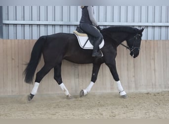 Más caballos centroeuropeos, Caballo castrado, 11 años, 176 cm, Negro