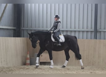 Más caballos centroeuropeos, Caballo castrado, 11 años, 176 cm, Negro