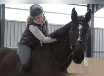 Más caballos centroeuropeos, Caballo castrado, 11 años, 176 cm, Negro