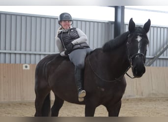 Más caballos centroeuropeos, Caballo castrado, 11 años, 176 cm, Negro