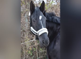 Más caballos centroeuropeos, Caballo castrado, 11 años, 176 cm, Negro