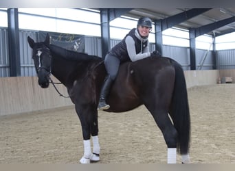 Más caballos centroeuropeos, Caballo castrado, 11 años, 176 cm, Negro