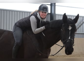 Más caballos centroeuropeos, Caballo castrado, 11 años, 176 cm, Negro