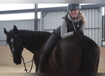 Más caballos centroeuropeos, Caballo castrado, 11 años, 176 cm, Negro