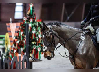 Más caballos centroeuropeos, Caballo castrado, 11 años, 180 cm, Castaño