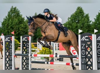 Más caballos centroeuropeos, Caballo castrado, 11 años, 180 cm, Castaño