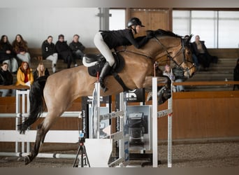 Más caballos centroeuropeos, Caballo castrado, 11 años, 180 cm, Castaño