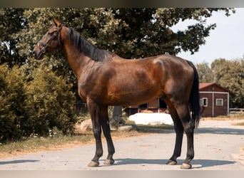 Más caballos centroeuropeos, Caballo castrado, 11 años, 183 cm, Castaño oscuro