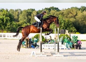 Más caballos centroeuropeos, Caballo castrado, 11 años, 184 cm, Castaño oscuro