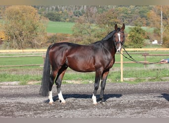 Más caballos centroeuropeos, Caballo castrado, 11 años, Castaño