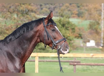 Más caballos centroeuropeos, Caballo castrado, 11 años, Castaño