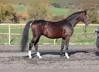 Más caballos centroeuropeos, Caballo castrado, 11 años, Castaño