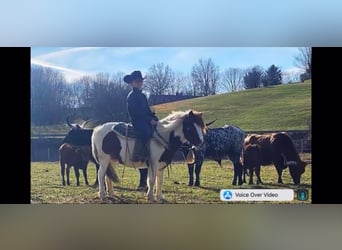 Más caballos centroeuropeos, Caballo castrado, 12 años, 122 cm, Alazán-tostado