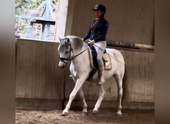 Más caballos centroeuropeos, Caballo castrado, 12 años, 150 cm, Tordo rodado