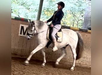Más caballos centroeuropeos, Caballo castrado, 12 años, 150 cm, Tordo rodado