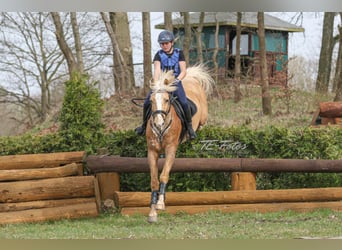 Más caballos centroeuropeos Mestizo, Caballo castrado, 12 años, 155 cm, Palomino