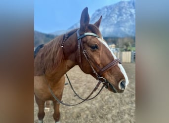 Más caballos centroeuropeos, Caballo castrado, 12 años, 156 cm, Alazán