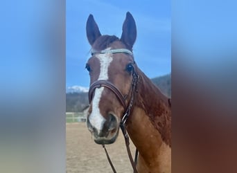 Más caballos centroeuropeos, Caballo castrado, 12 años, 156 cm, Alazán