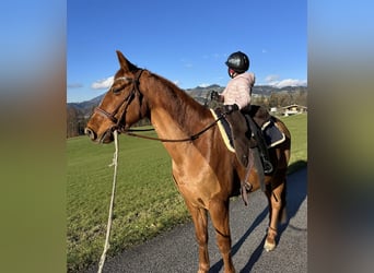 Más caballos centroeuropeos, Caballo castrado, 12 años, 156 cm, Alazán