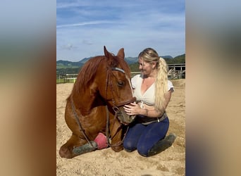 Más caballos centroeuropeos, Caballo castrado, 12 años, 156 cm, Alazán