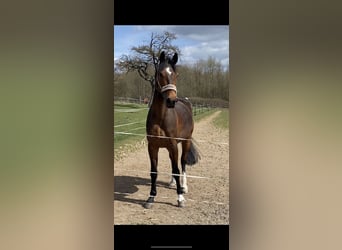 Más caballos centroeuropeos Mestizo, Caballo castrado, 12 años, 157 cm, Castaño