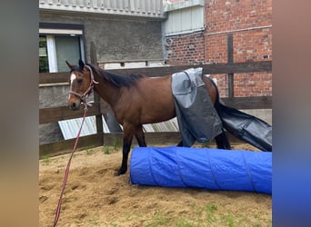 Más caballos centroeuropeos Mestizo, Caballo castrado, 12 años, 160 cm, Castaño