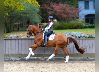 Más caballos centroeuropeos, Caballo castrado, 12 años, 163 cm, Alazán-tostado