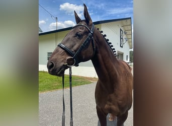 Más caballos centroeuropeos, Caballo castrado, 12 años, 163 cm, Castaño rojizo