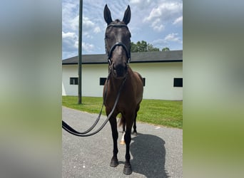 Más caballos centroeuropeos, Caballo castrado, 12 años, 163 cm, Castaño rojizo