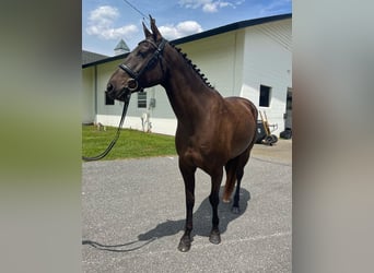 Más caballos centroeuropeos, Caballo castrado, 12 años, 163 cm, Castaño rojizo