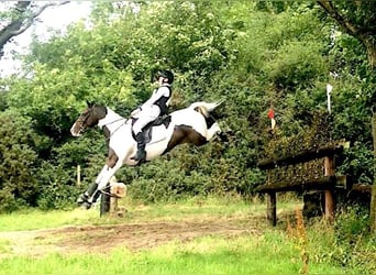 Más caballos centroeuropeos, Caballo castrado, 12 años, 163 cm, Tobiano-todas las-capas