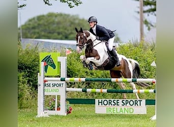 Más caballos centroeuropeos, Caballo castrado, 12 años, 163 cm, Tobiano-todas las-capas