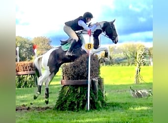 Más caballos centroeuropeos, Caballo castrado, 12 años, 163 cm, Tobiano-todas las-capas