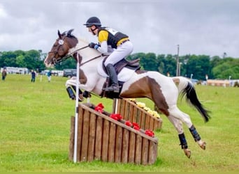 Más caballos centroeuropeos, Caballo castrado, 12 años, 163 cm, Tobiano-todas las-capas