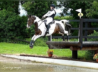 Más caballos centroeuropeos, Caballo castrado, 12 años, 163 cm, Tobiano-todas las-capas